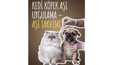Kedi Köpek Aşı Uygulama – Aşı Takvimi